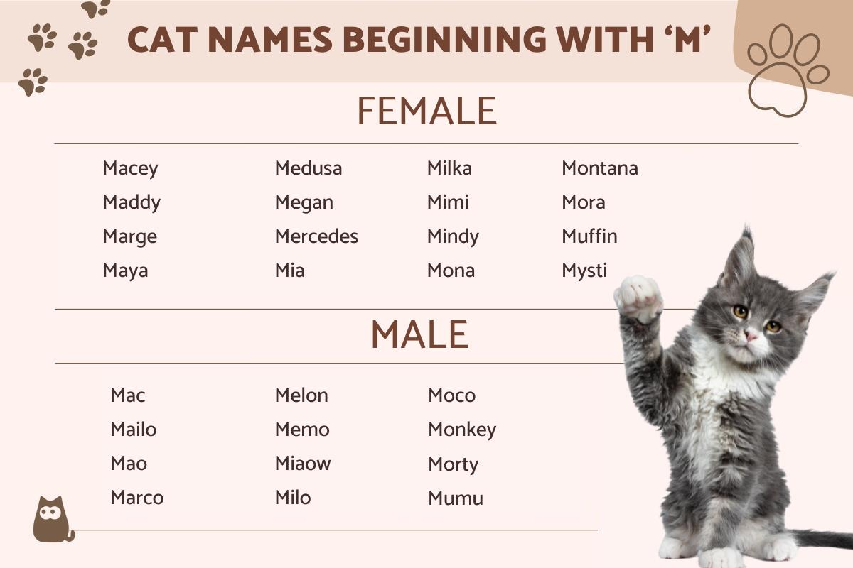 Cat Names Beginning With M