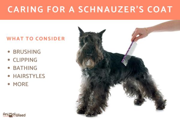 Miniature Schnauzer Hair Care Caring for a Schnauzer s Coat