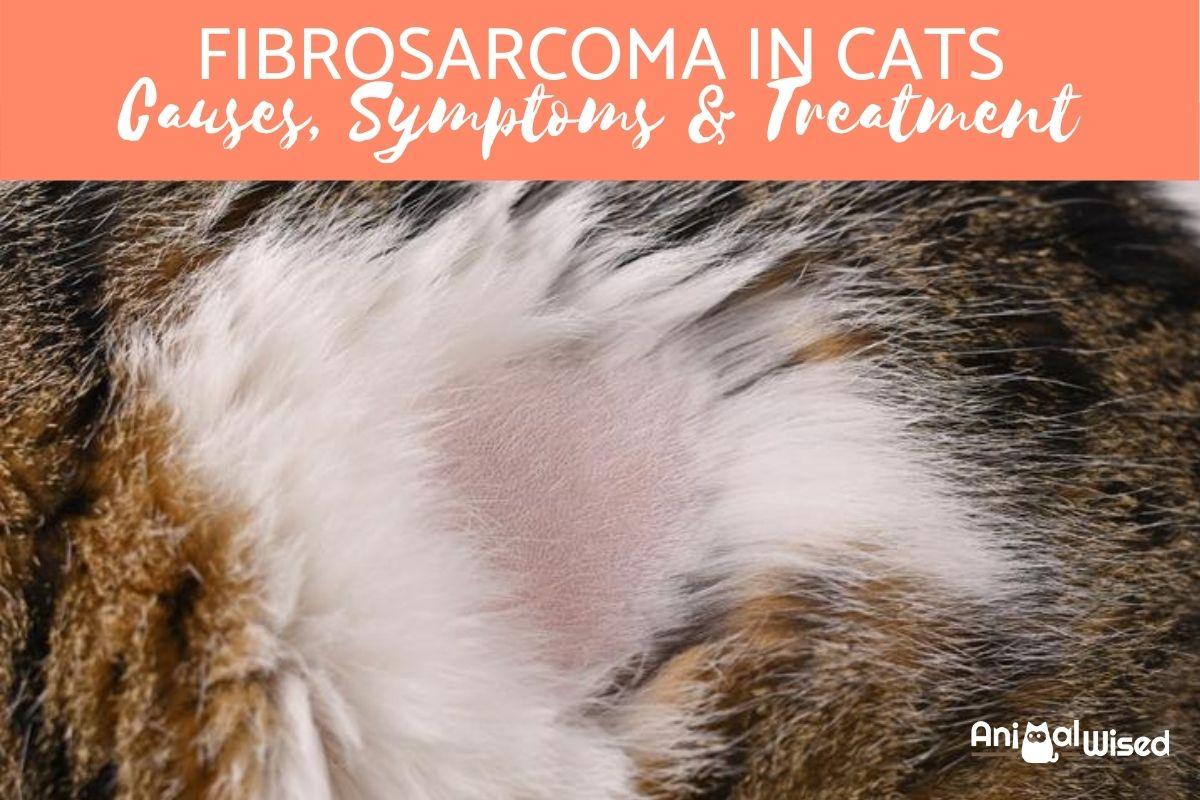 Fibrosarcoma in Cats - Causes, Symptoms and Treatment