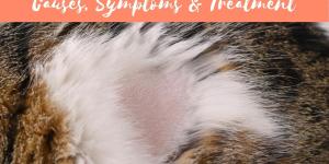 Fibrosarcoma in Cats - Causes, Symptoms and Treatment