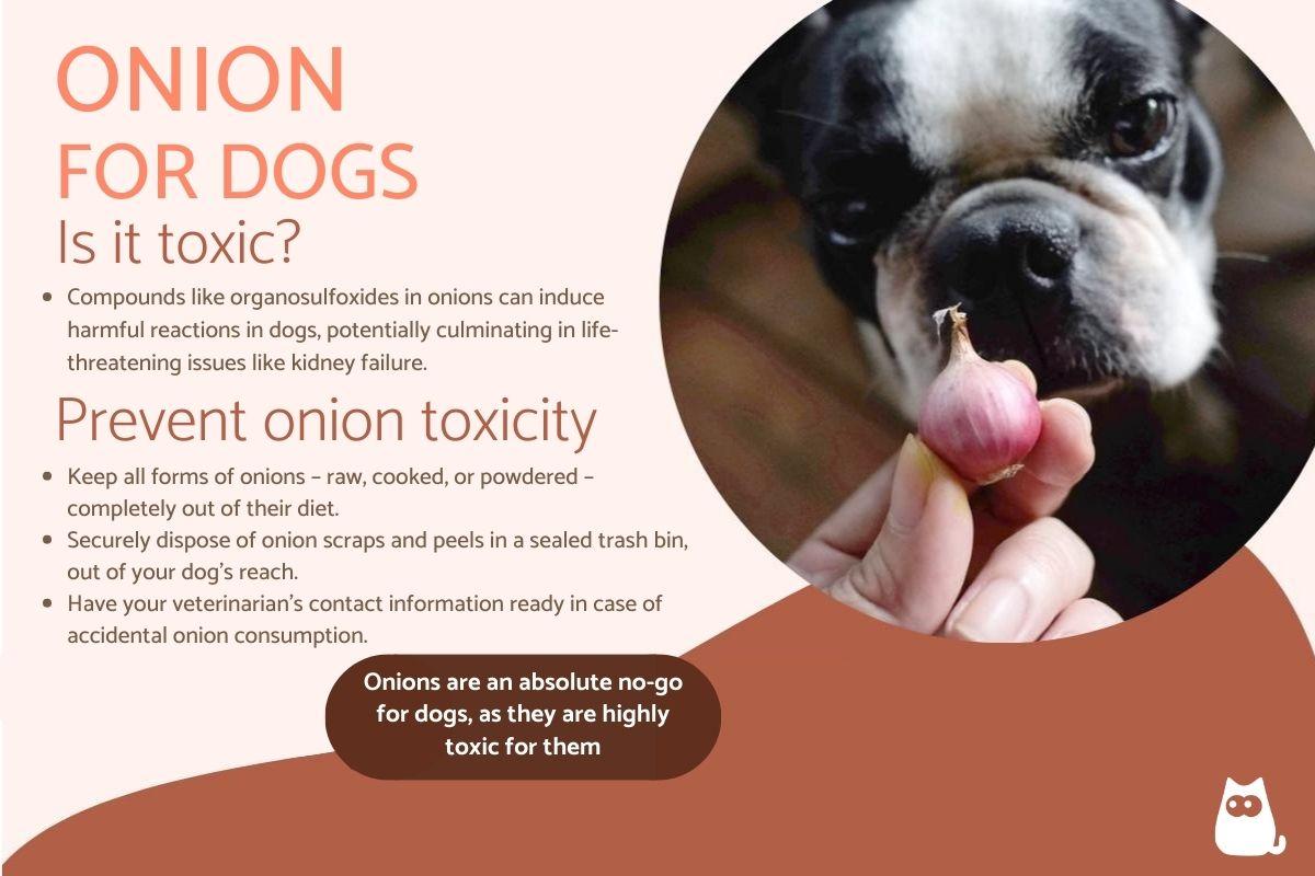 Can Dogs Eat Onions? - Onion Poisoning in Dogs