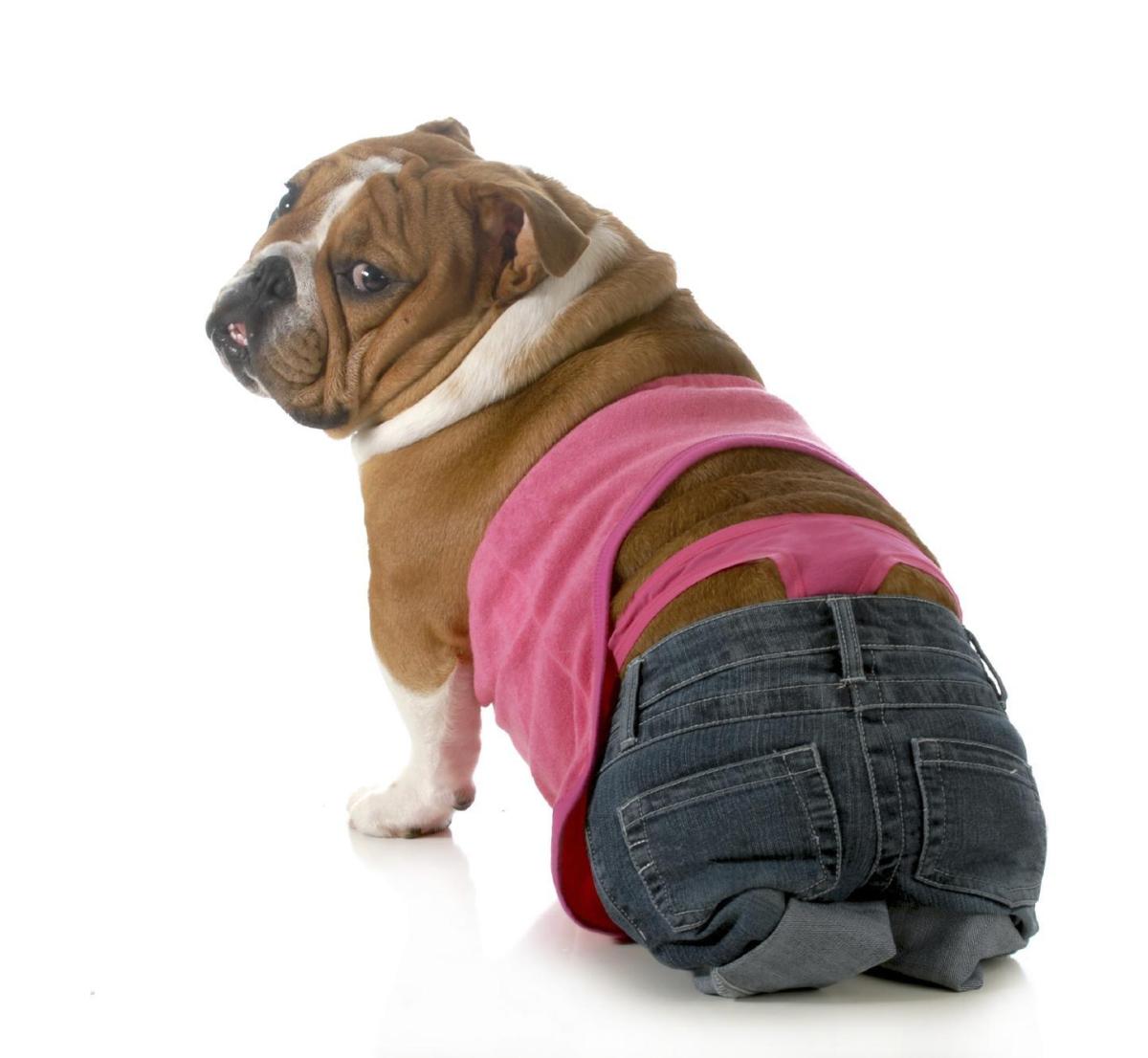 Dog Heat Cycle Stages and Symptoms