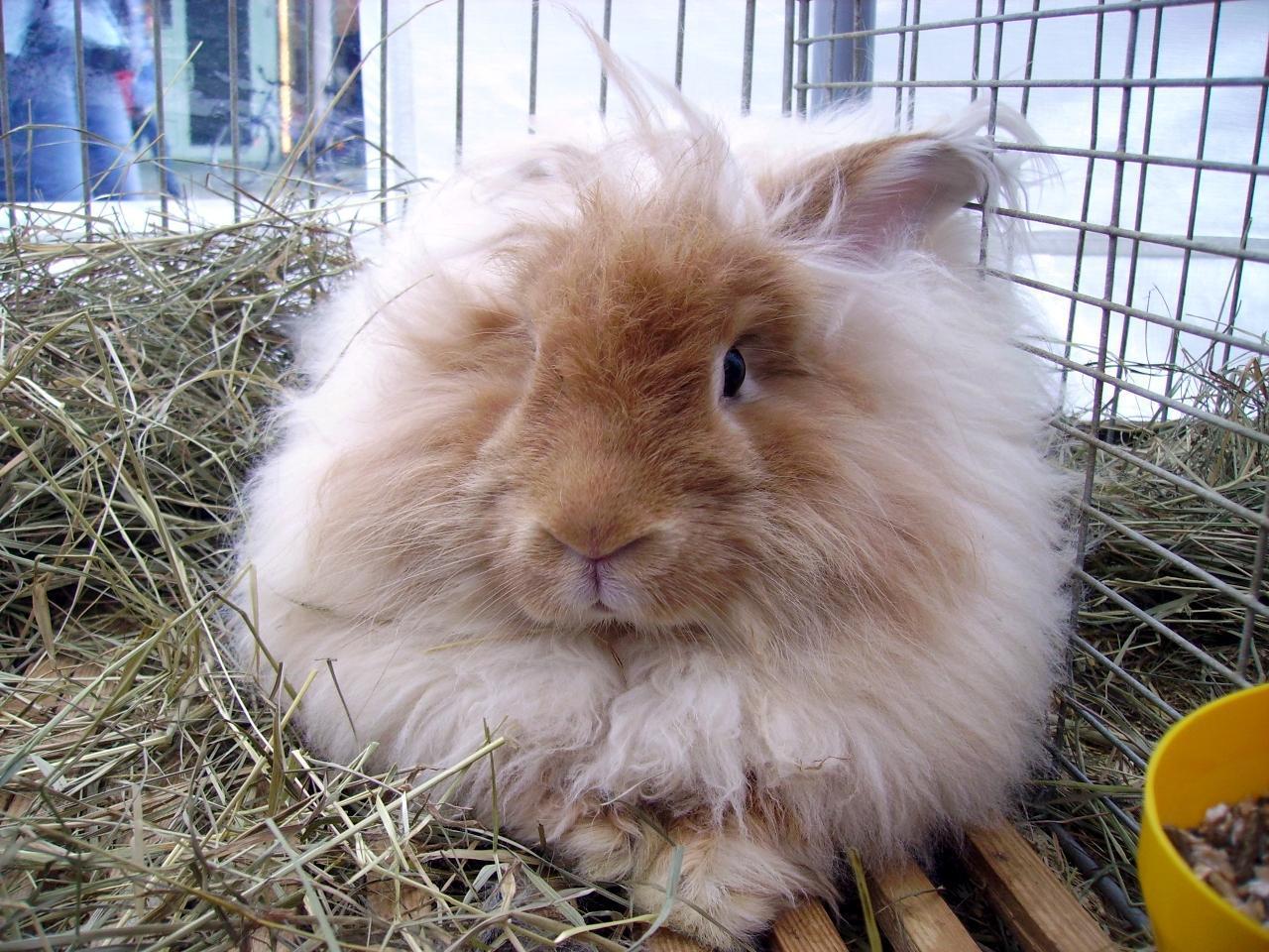 Raising Angora Rabbits - Health & Care Guide