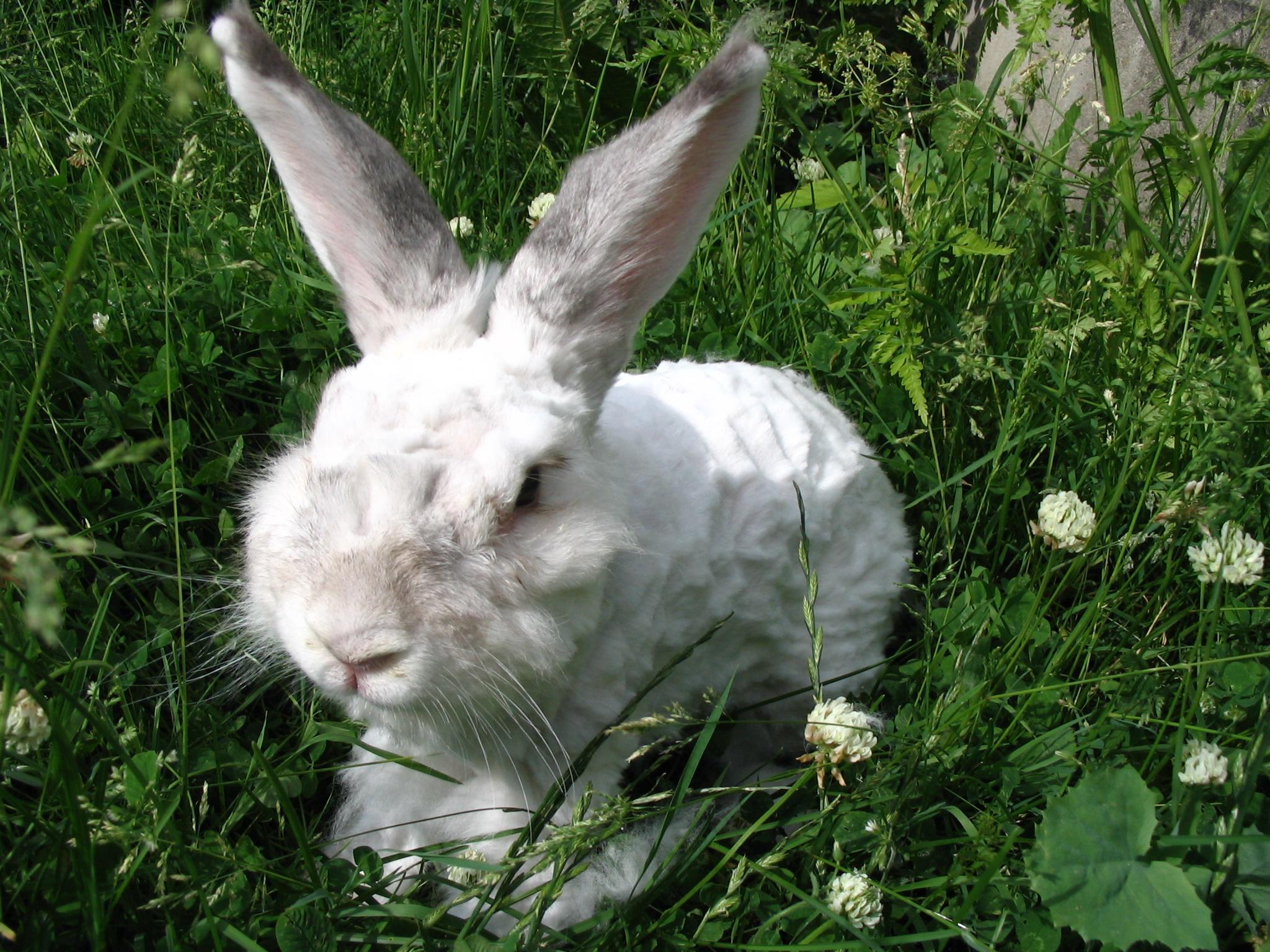 Raising Angora Rabbits - Health & Care Guide