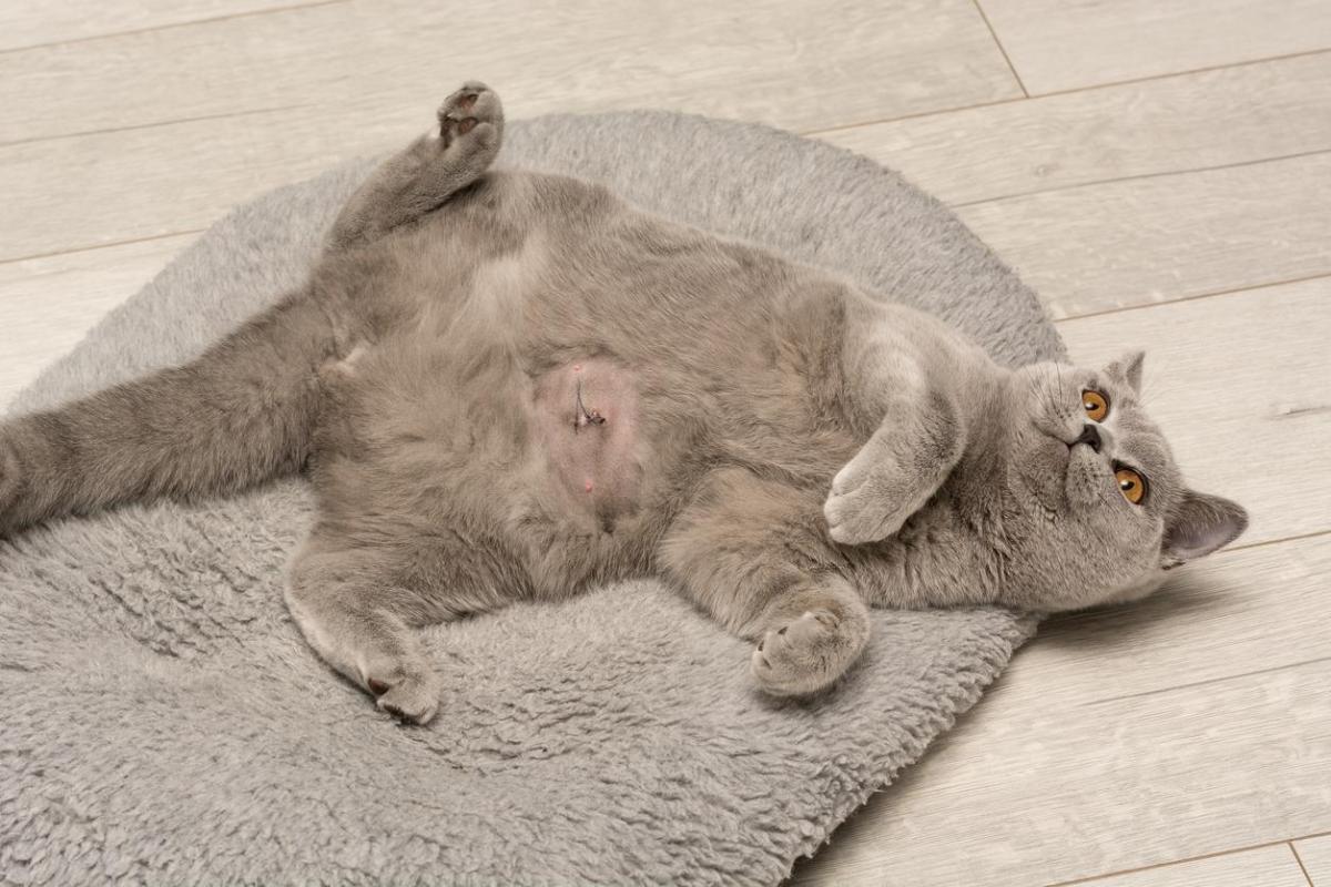 Umbilical Hernia in Cats - Causes, Symptoms & Treatment