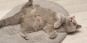 Umbilical Hernia in Cats - Causes, Symptoms & Treatment