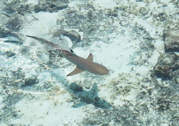 How Do Sharks Reproduce? - The Three Main Types - 