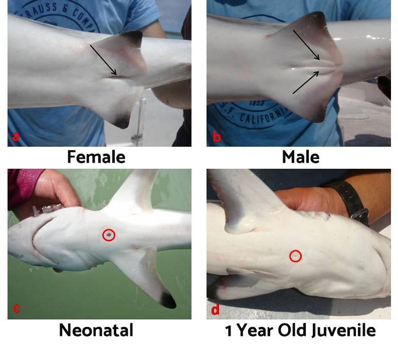 How Do Sharks Reproduce? - The Three Main Types