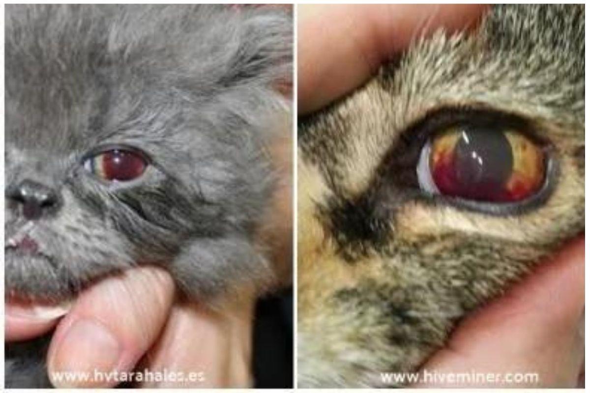 My Cat Has Blood in Their Eye