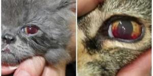 My Cat Has Blood in Their Eye