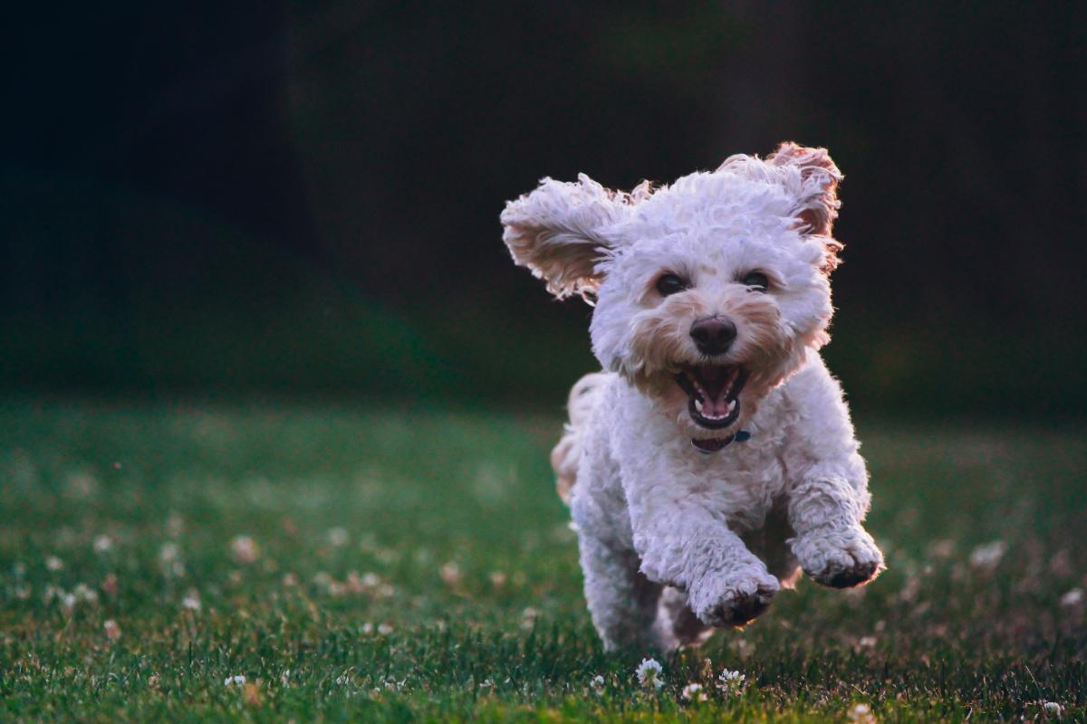 Short Names for Dogs