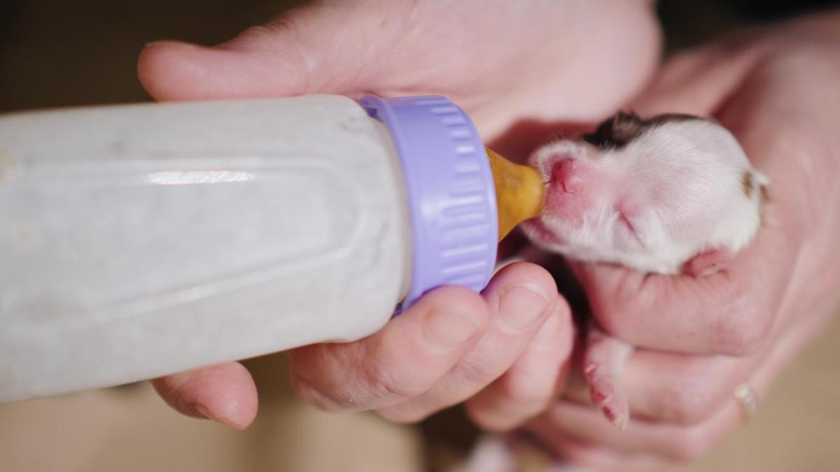What Kind of Food Can I Feed My 1 Month Puppy?