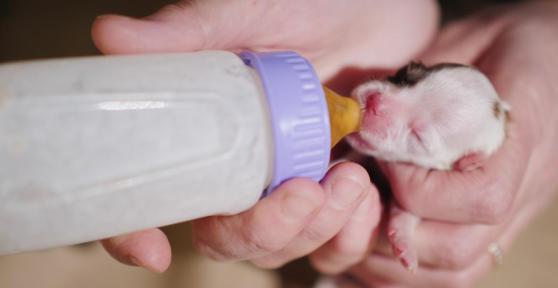 What Kind of Food Can I Feed My 1 Month Puppy?