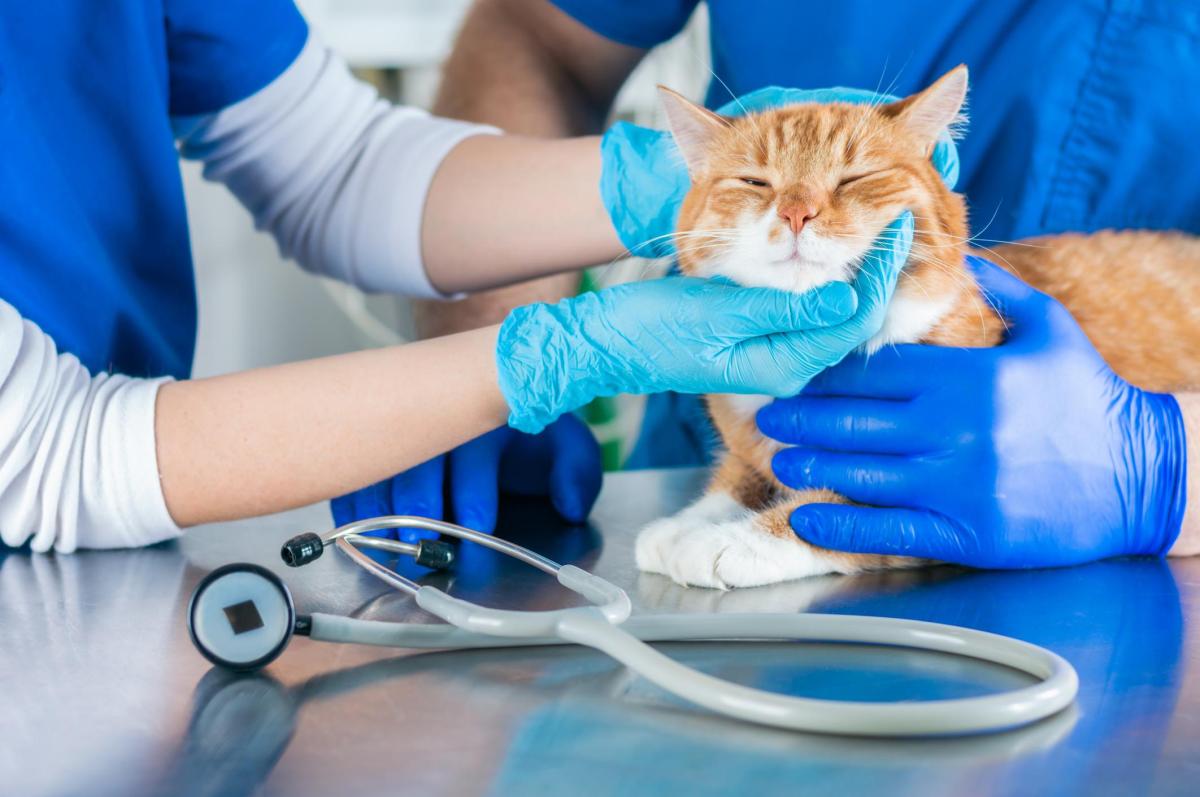 Famotidine for Cats - Uses, Dosage and Side Effects