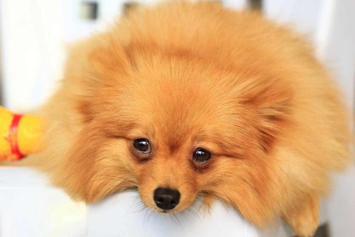 How Do Dogs Apologize?