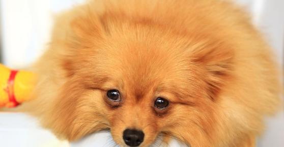 How Do Dogs Apologize?