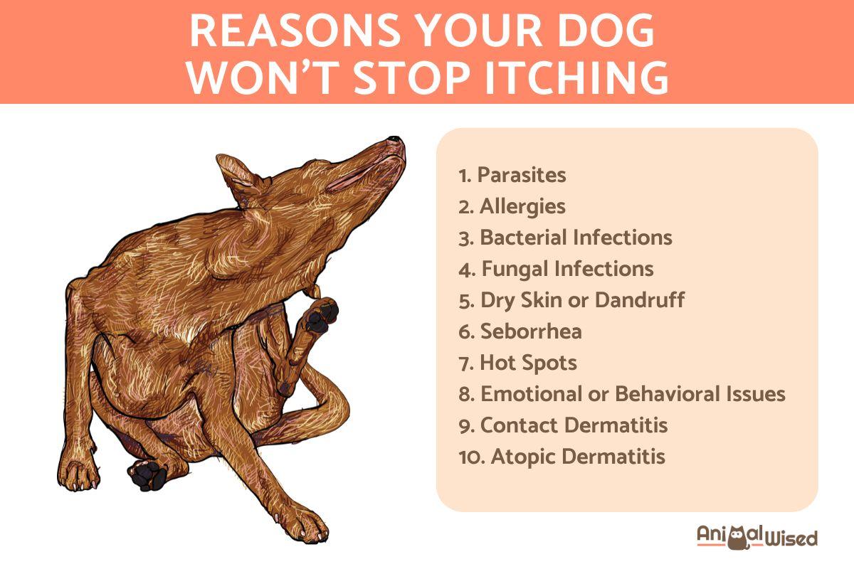 My Dog Won't Stop Scratching Themselves
