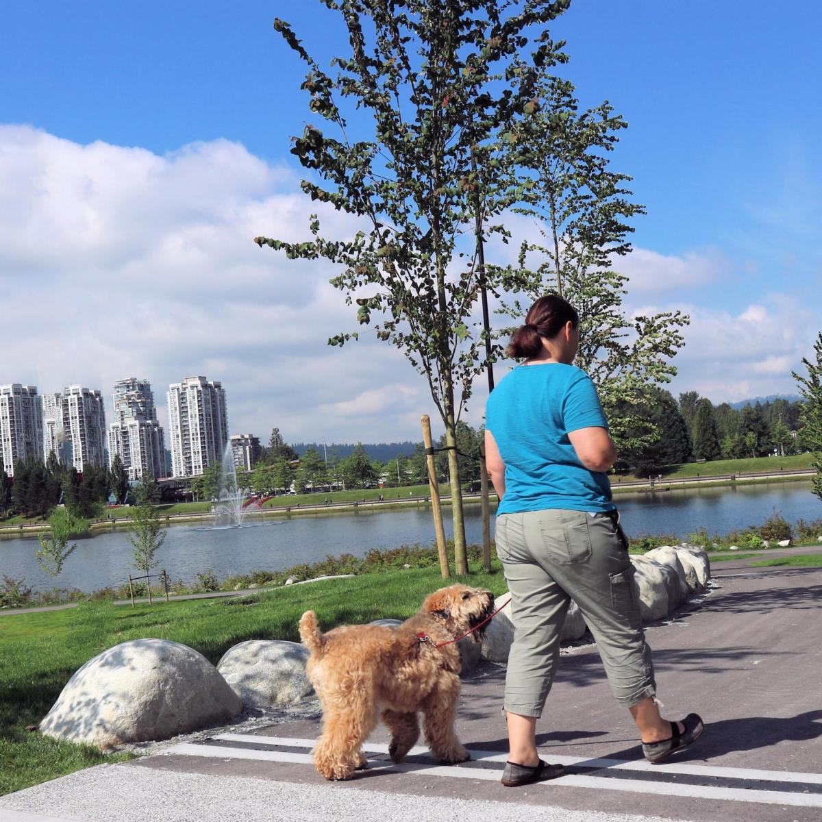 Should I Walk My Dog Before or After Meals?
