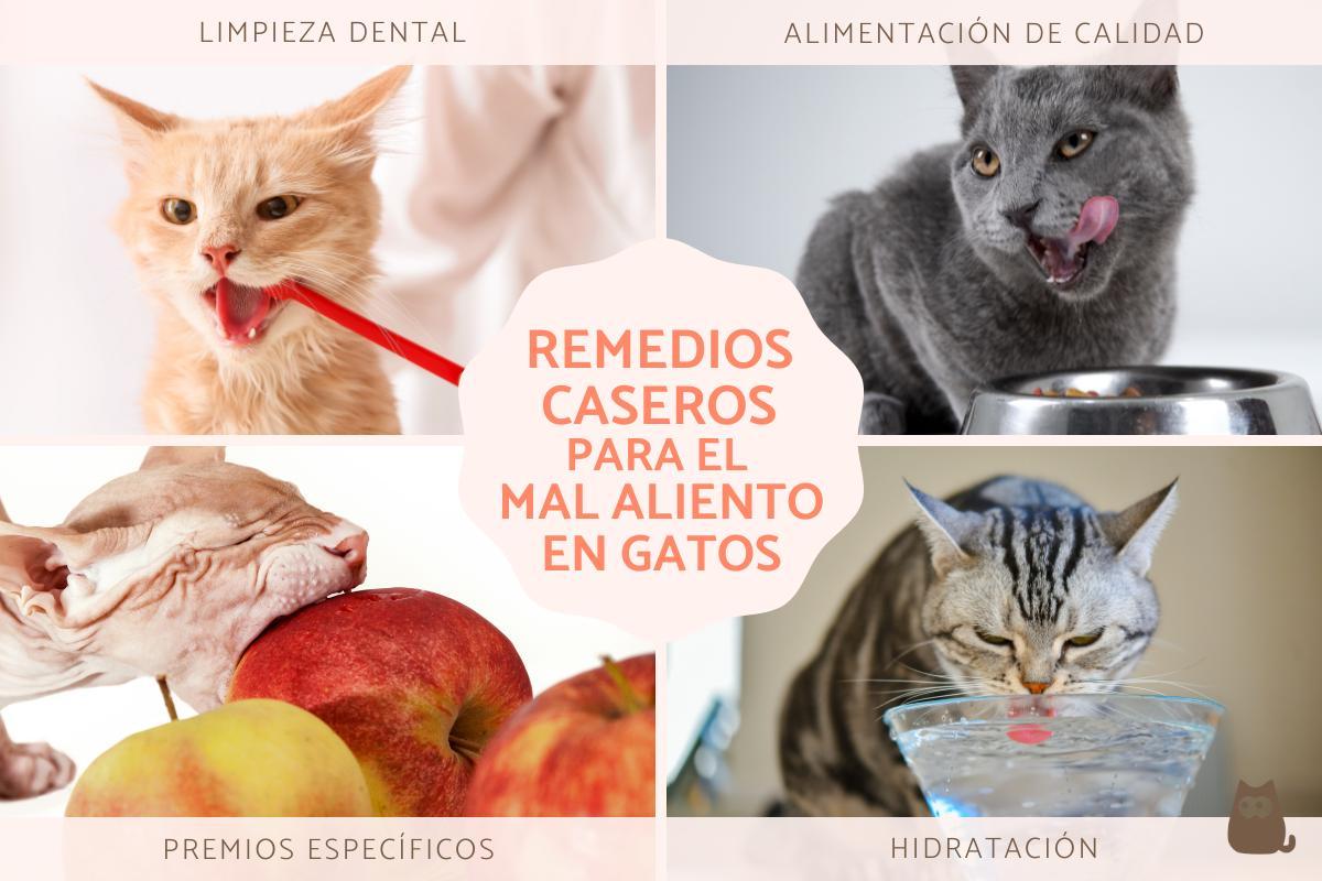 Cat Bad Breath Home Remedies