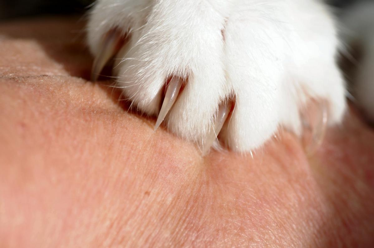 How Often Should I Clip My Cat's Nails?