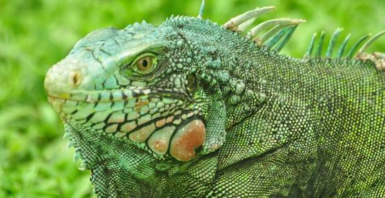 Most Common Diseases in Green Iguanas