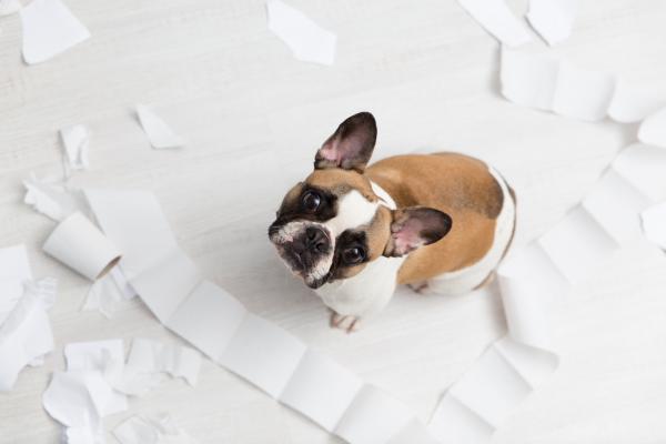 My Dog Eats Toilet Paper