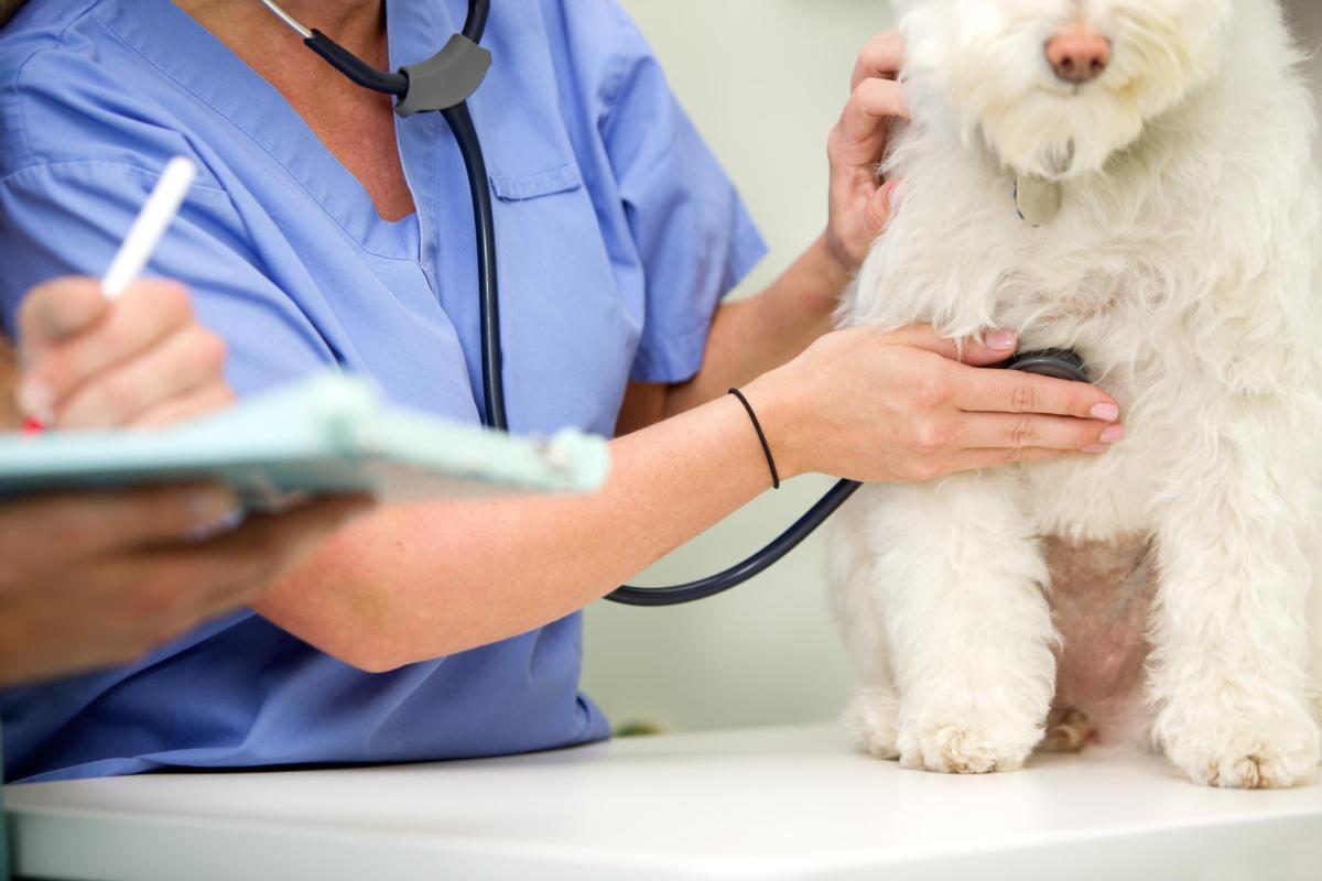 Sinus Bradycardia in Dogs - Causes, Symptoms and Treatment - Canine Sinus Problems And Hip Pain