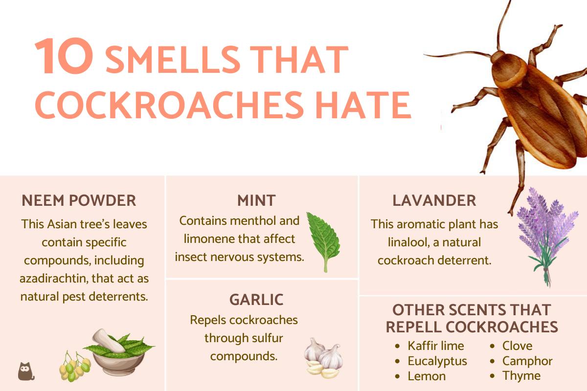 What Smells Do Cockroaches Hate?