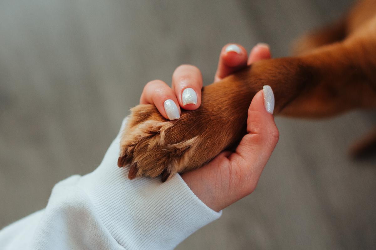 How to Comfort a Dog with Epilepsy