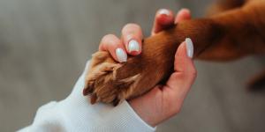 How to Comfort a Dog with Epilepsy