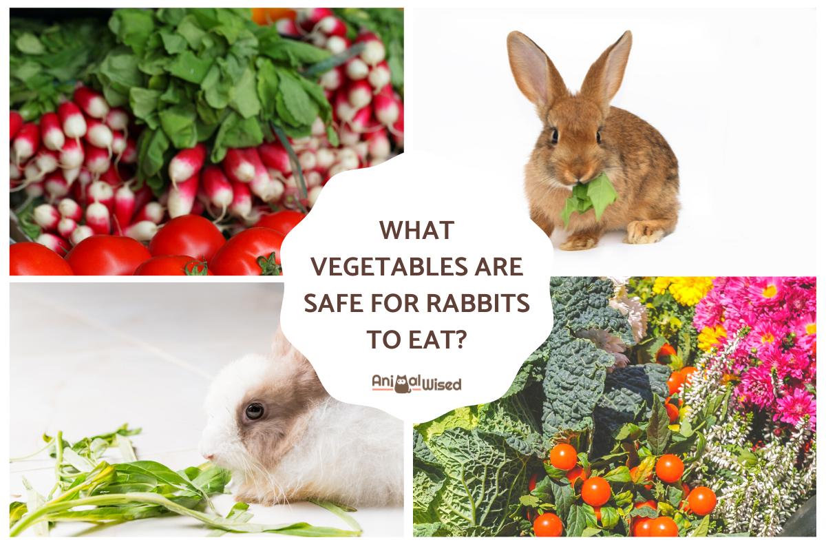What Vegetables Are Safe for Rabbits To Eat?