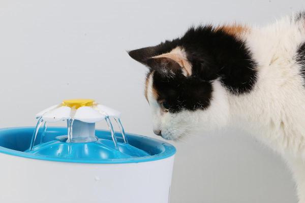 Cat Laryngitis Home Treatment - 1. Proper hydration