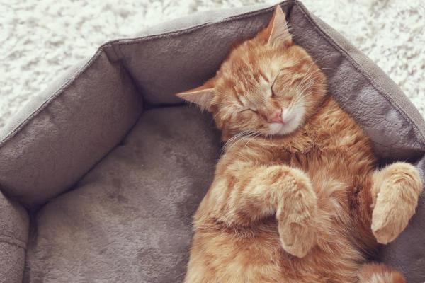 Cat Laryngitis Home Treatment - 5. Peace and quiet