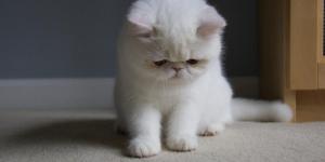Cat Laryngitis Home Treatment