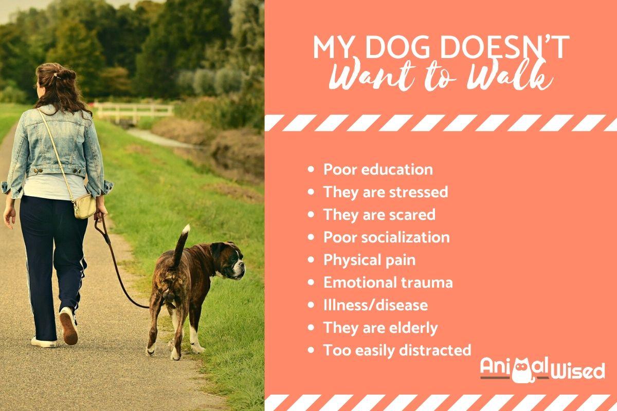 My Dog Doesn't Want to Walk Outside