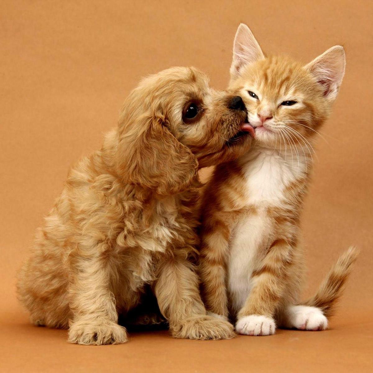 5 Tips to Help a Cat and a Dog Live Together and Get Along