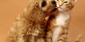 5 Tips to Help a Cat and a Dog Live Together and Get Along