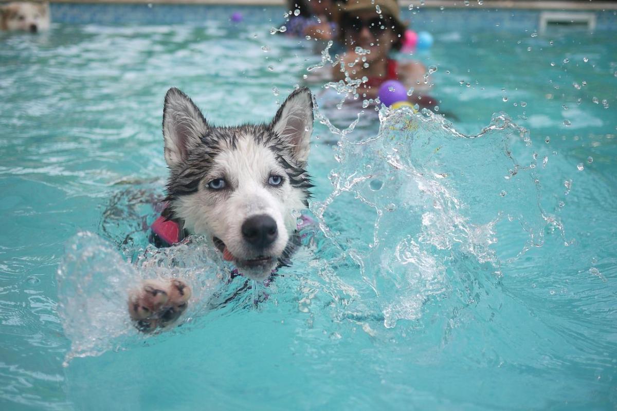 Physical Therapy for Dogs with Arthritis