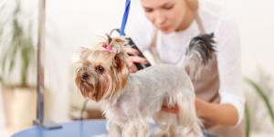How to Cut a Yorkie's Hair