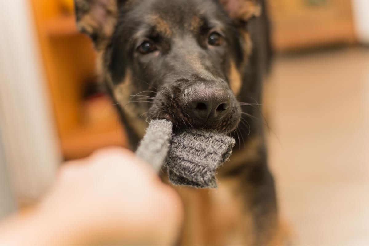 My Dog Ate a Sock But Is Acting Normal