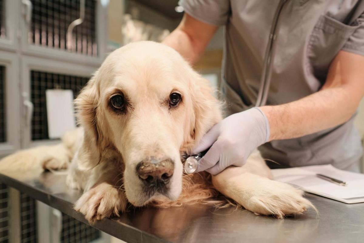 Meningoencephalitis in Dogs - Causes, Treatment and Life Expectancy