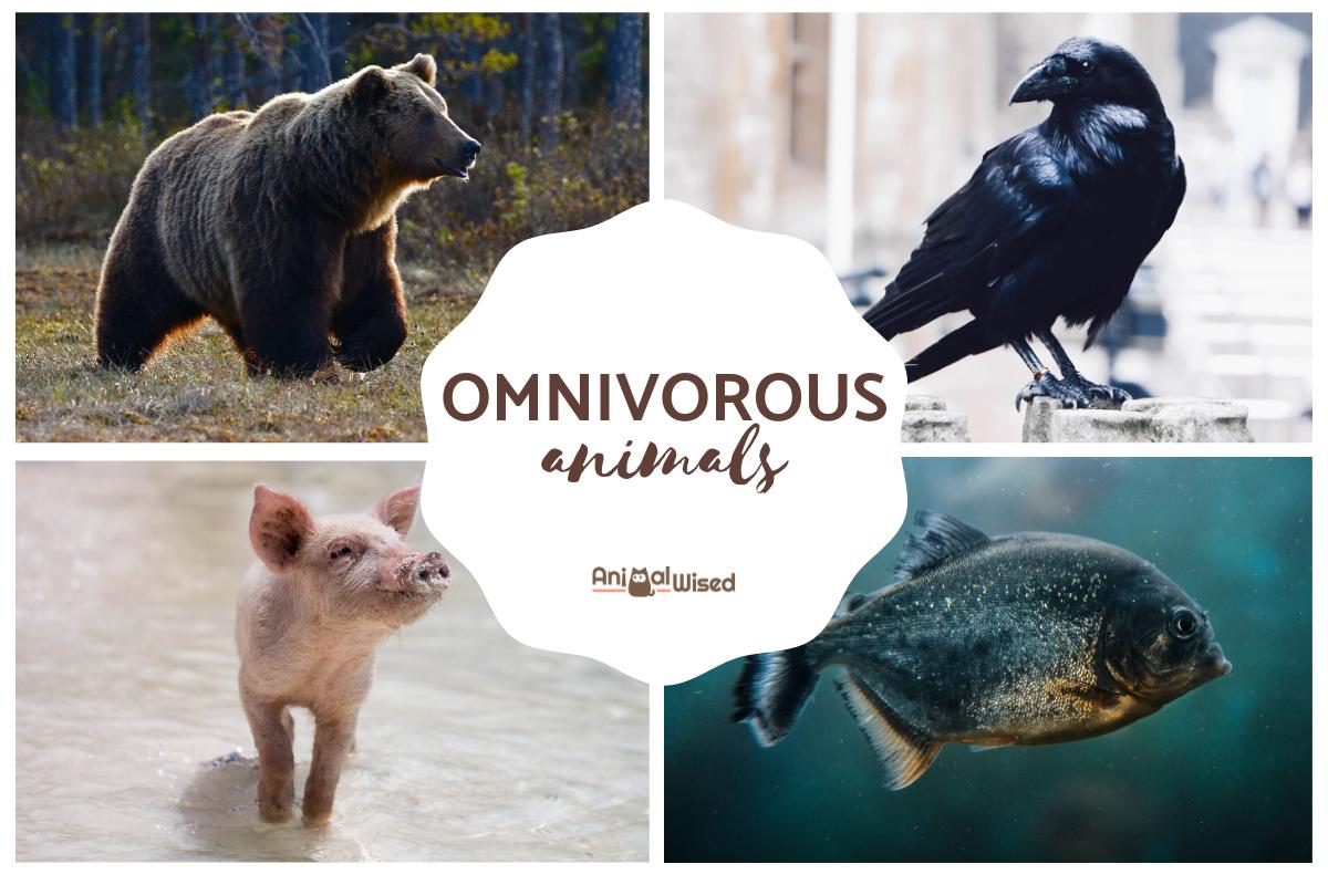 Omnivorous Animals