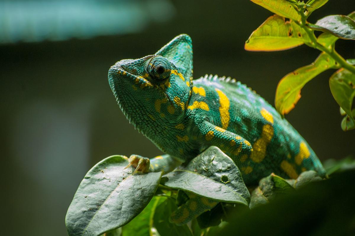 20+ Animals That Change Color