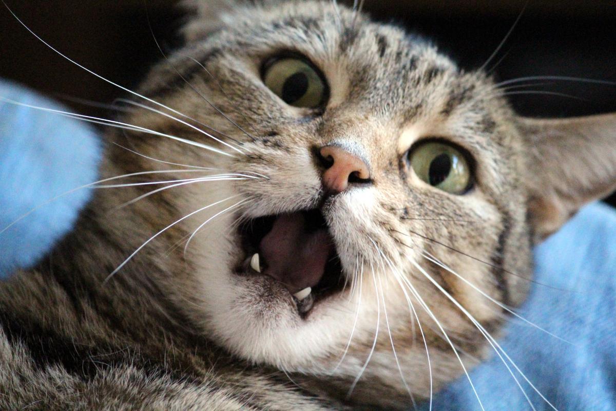 Can Cats Die From Stress?