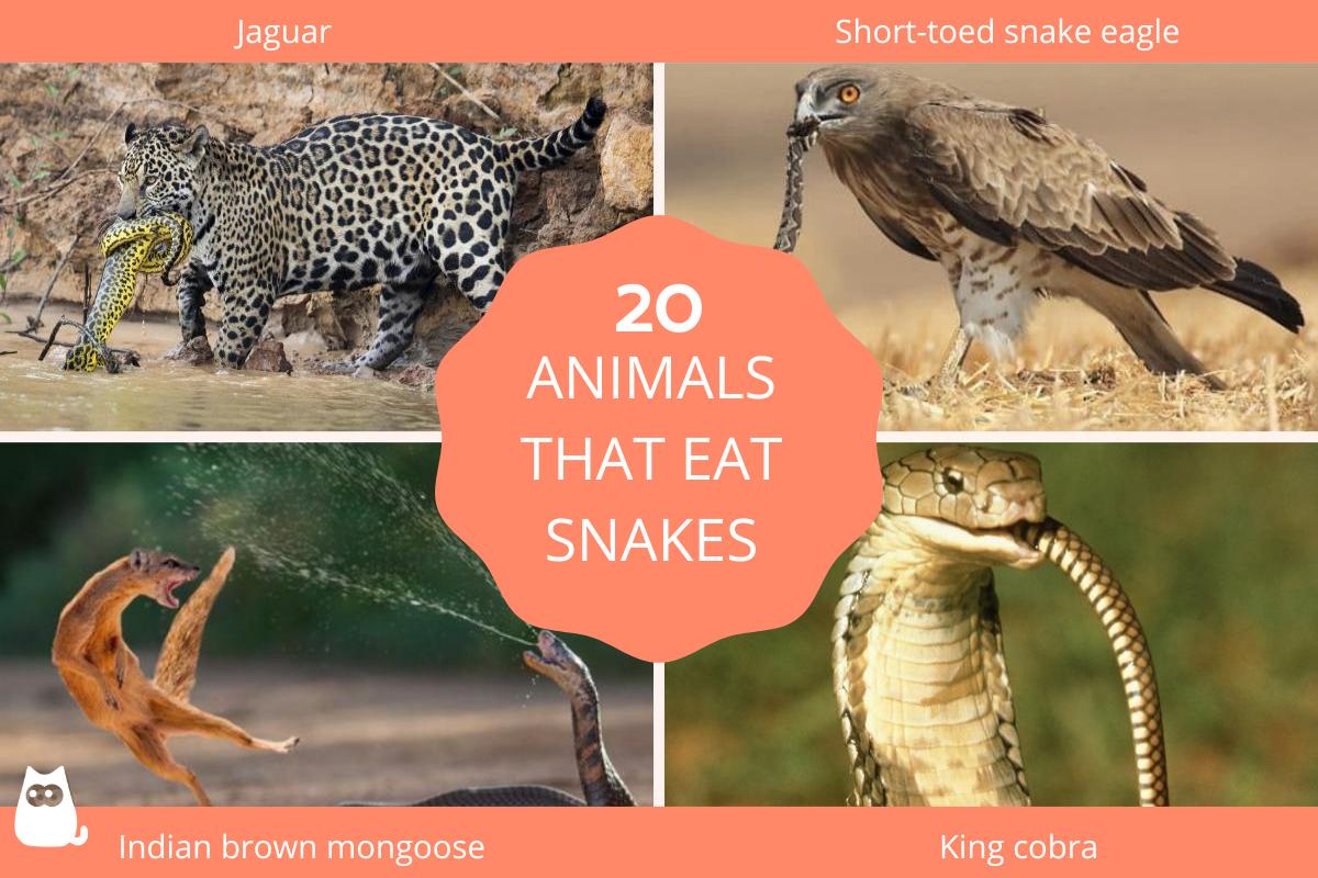 Animals That Eat Snakes