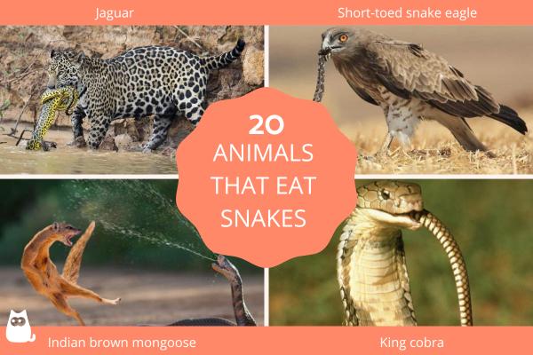 Animals That Eat Snakes