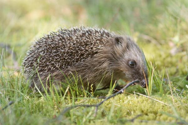 Animals That Eat Snakes - European hedgehog (Erinaceus europaeus)