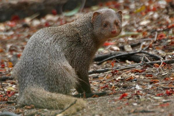 Animals That Eat Snakes - Indian mongoose (Herpestes javanicus)