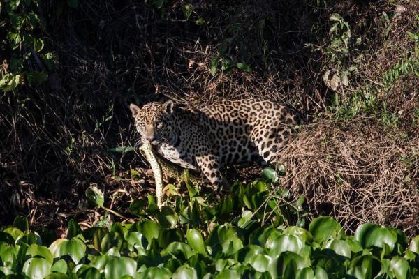 Animals That Eat Snakes - Jaguar (Panthera onca)