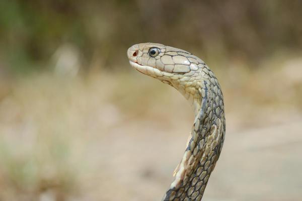 Animals That Eat Snakes - King Cobra (Ophiophagus Hannah)